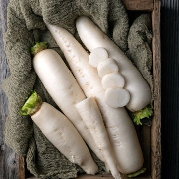 Radish White Icicle Ribbon Seeds - Ferme de Sainte Marthe seeds