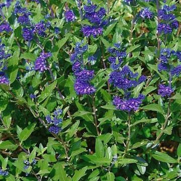 Caryopteris clandonensis First Choice - Bluebeard