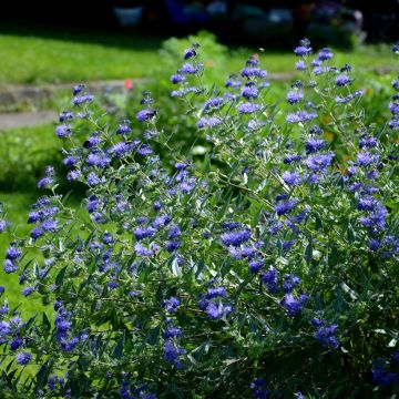 Caryopteris (x) clandonensis Heavenly Blue