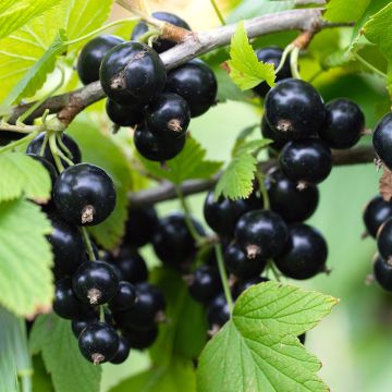 Blackcurrant Organic Titania - Ribes nigrum