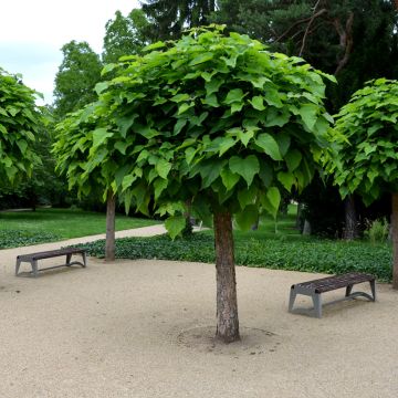 Catalpa bignonioides Nana