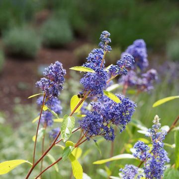 Ceanothus x delilianus Comtesse De Paris - Californian lilac