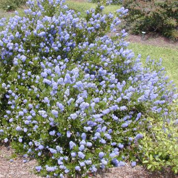 Ceanothus impressus Victoria