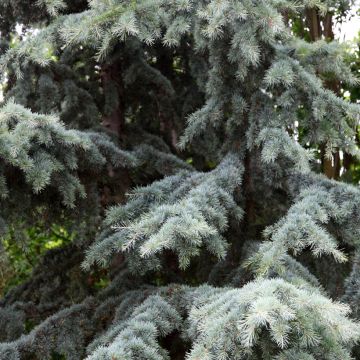 Cedrus deodara Karl Fuchs - Himalayan Cedar