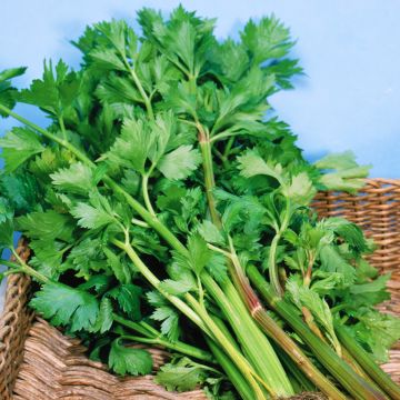 Martine Celery - Apium graveolens