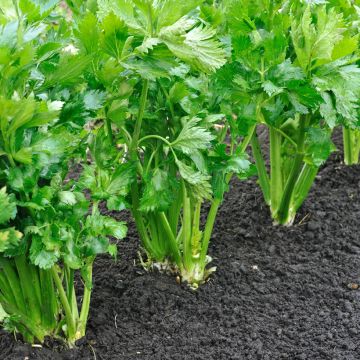 Golden White Ribs 2 Celery - Apium graveolens