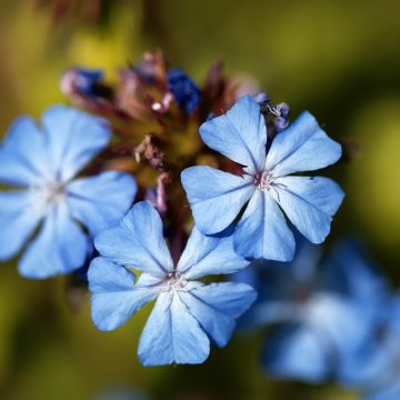 Ceratostigma griffithii