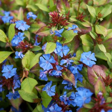 Ceratostigma plumbaginoides