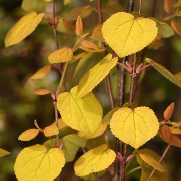 Cercidiphyllum japonicum Ra - Katsura tree