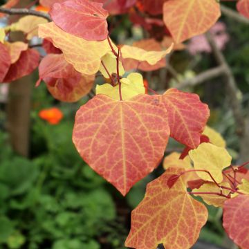 Cercis canadensis Eternal Flame - Eastern Redbud