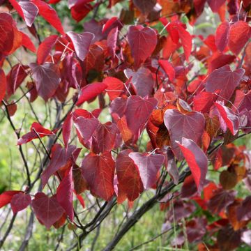 Cercis canadensis Forest Pansy - Eastern Redbud