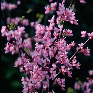 Cercis canadensis  - Eastern Redbud