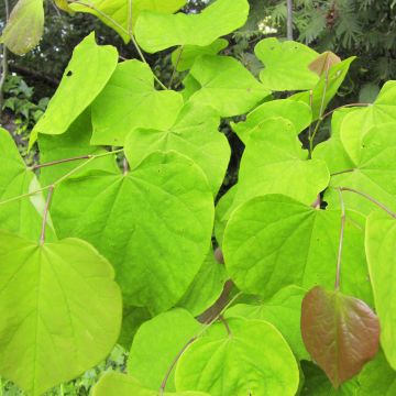 Cercis canadensis Melon Beauty - Eastern Redbud