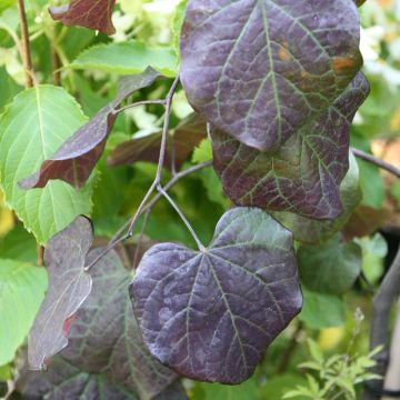 Cercis canadensis Ruby Falls