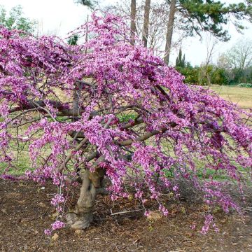 Cercis canadensis var.texensis Traveller - Eastern Redbud