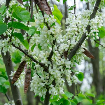 Cercis chinensis Shirobana - Chinese Redbud