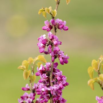 Cercis siliquastrum - Judas Tree