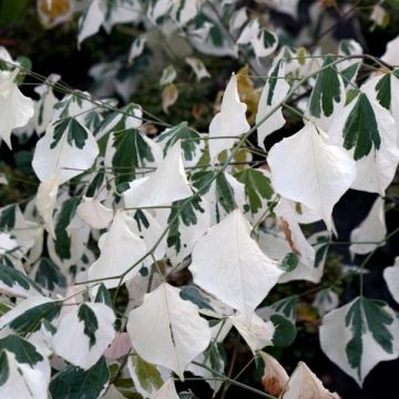 Cercis canadensis Silver Lining - Eastern Redbud