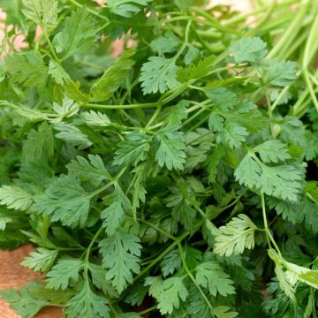 Curled Chervil