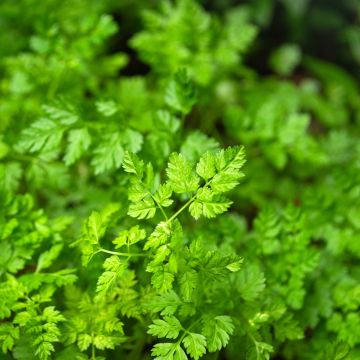 Curled Chervil - Vilmorin Seeds