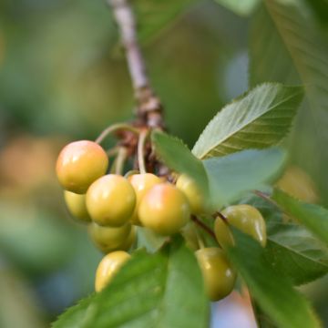 Prunus avium Bigarreau Blanc - Cherry Tree