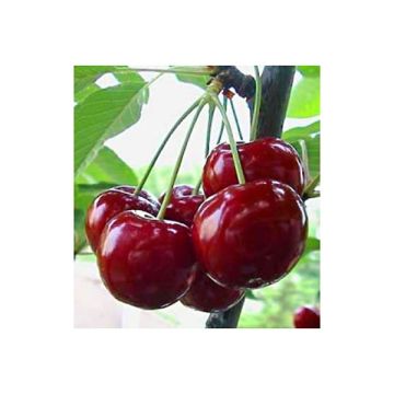 Prunus avium Bigarreau Reverchon - Organic Cherry Tree