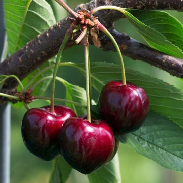 Prunus avium Bigarreau Summit - Organic Cherry Tree