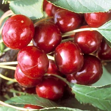 Prunus avium Bigarreau Sweetheart - Cherry Tree