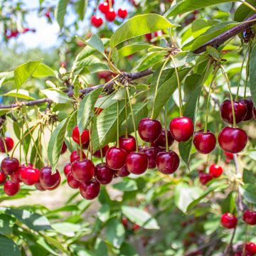 Prunus cerasus Kelleriis16 - Morello Cherry