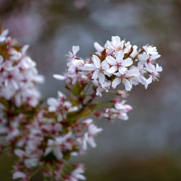 Prunus Pandora - Cherry