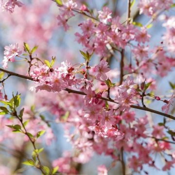 Prunus (x) subhirtella Fukubana