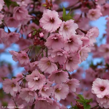 Cerisier à fleurs - Prunus hillieri Spire