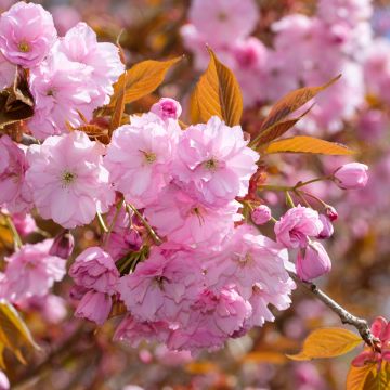 Prunus serrulata Kanzan - Japanese Cherry