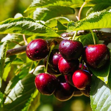 Prunus cerasus Fruit Me Cherry Me Lapins - Tart Cherry Tree