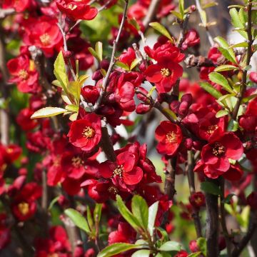 Chaenomeles superba Etna - Flowering Quince