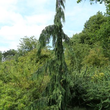 Chamaecyparis nootkatensis Green Arrow - Nootka cypress