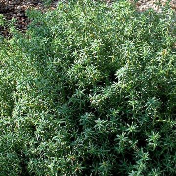 Chamaecyparis pisifera Cumulus - Sawara Cypress