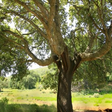 Quercus suber - Cork Oak