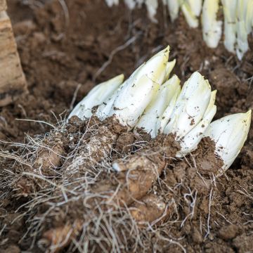 Witloof Chicory Mechelse Middelvroeg