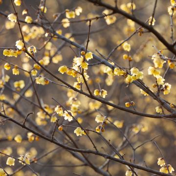 Chimonanthus praecox