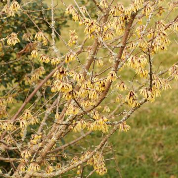 Chimonanthus praecox Grandiflorus