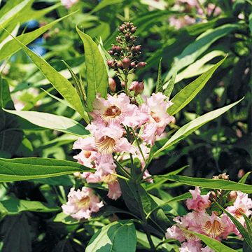 Chitalpa tashkentensis Pink Dawn