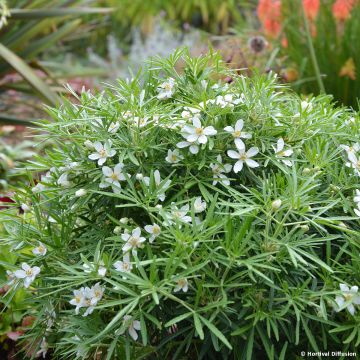 Choisya Little Bee - Mexican Orange Blossom