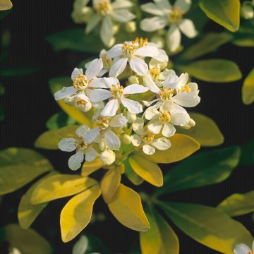 Choisya ternata Sundance - Mexican orange blossom