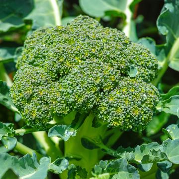 Chou Brocoli Green Magic F1