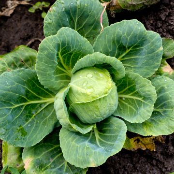 Cabbage Express - Brassica oleracea capitata