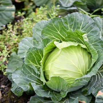 Brassica oleracea Capitata Nantais Hatif seeds - Cabbage 