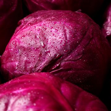 Large Red Cabbage - Brassica oleracea capitata