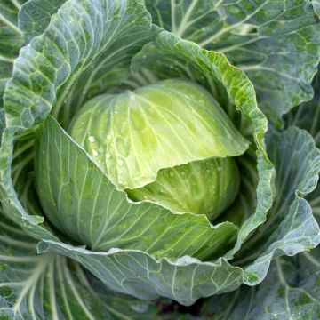 Cabbage Brunswick - Vilmorin Seeds