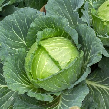 Cabbage Brunswick - Brassica oleracea capitata